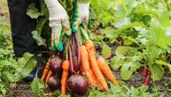 Ako sadite povrće na balkonu ili u dvorištu - ove kombinacije izbegavajte