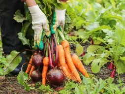 bašta, povrće, organsko povrće