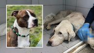 Pitbul Đura donirao krv, Beka primio transfuziju: Operacija velikog tumora na leđima zakazana za danas