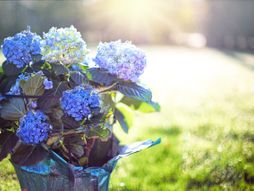 hortenzija, kako uzgajati hortenziju, plava hortenzija, cveće, biljke