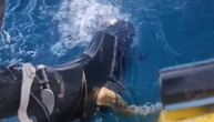 Ribolovac Rade u neverici gledao motor na brodu: "Mislio sam da se krpa zakačila, a ono bilo retko živo biće"