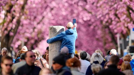 Nemačka  cvetanje trešnje