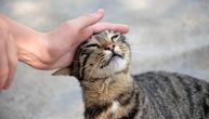 Tri razloga zbog kojih mačka prestaje da prede: Jedan od njih je alarm da hitno posetite veterinara