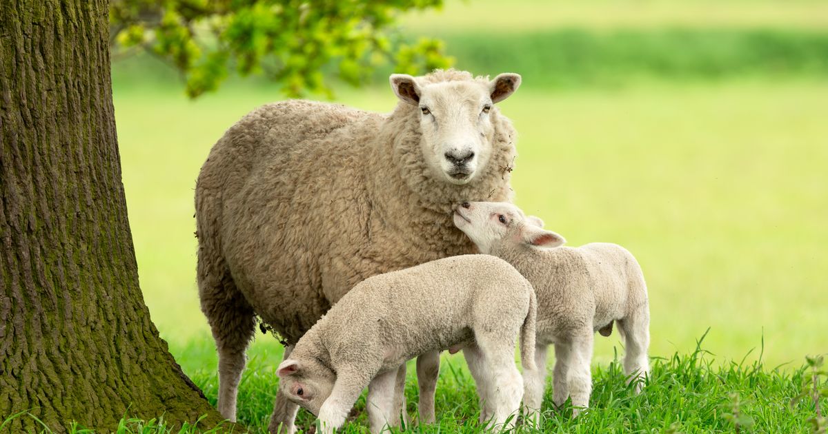First look at the miracle in Bogatić: These are the seven lambs born to one sheep