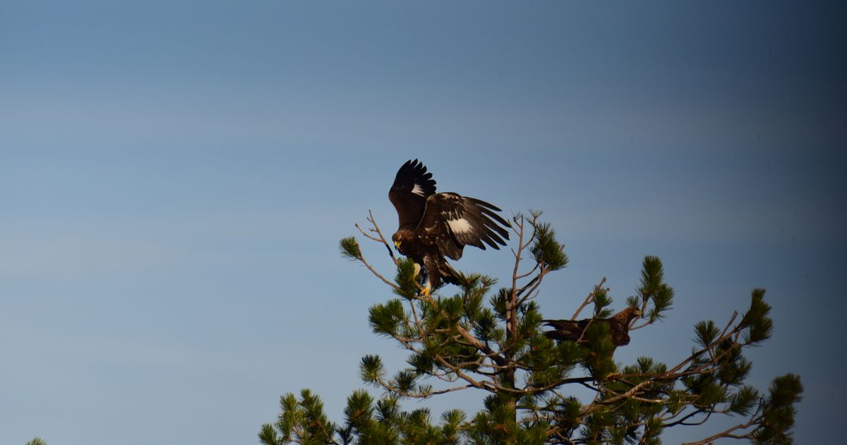 Dangerous Predator Filmed in Croatia! It's Also in Serbia, Magnificent and Special!