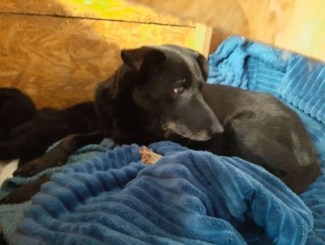 Admirala Geprata, pas