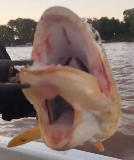 ribar, riba ribar, riba