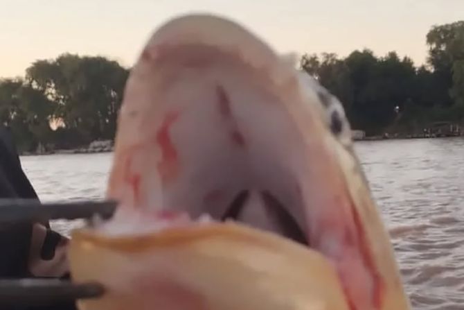 ribar, riba ribar, riba