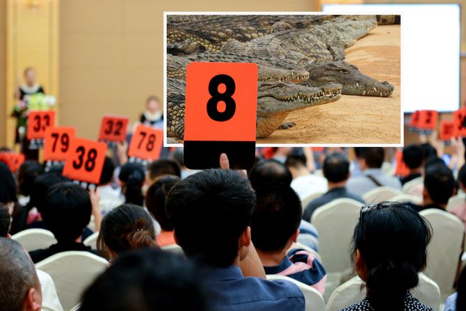 Kina aukcija, krokodila