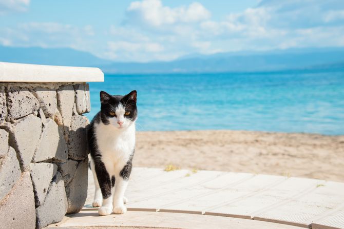 krave na plazi krave na plazi