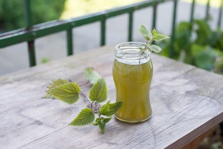 sok od koprive, kopriva, recept za sok od koprive, sok od koprive recept, sok sok od koprive, kopriva, recept za sok od koprive, sok od koprive recept, sok