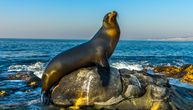SNIMAK OBRAČUNA U OKEANU Morski lav žestoko napao ajkulu, nautičari posmatrali u čudu