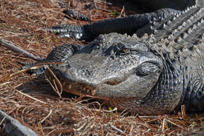 Aligator Aligator