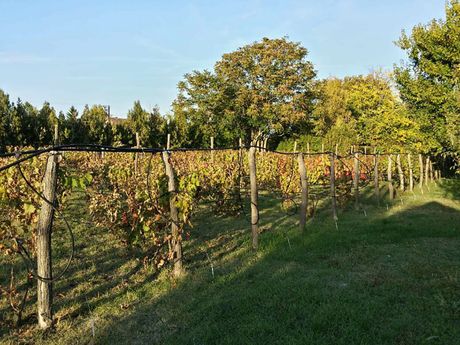 Bio Salaš, Subotica Bio Salaš, Subotica