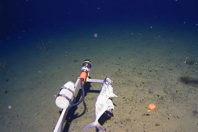 Lignje Antarktik Lignje Antarktik