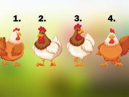 Test ličnosti kokoška