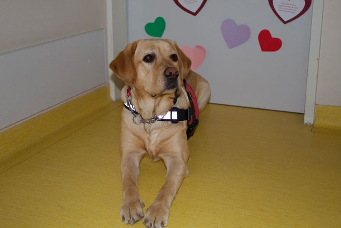 Terapijski pas labradorka Katka Terapijski pas labradorka Katka
