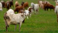 MISTERIJA DUGA 250 GODINA Koze preživele bez kapi vode na izolovanom ostrvu, naučnici zbunjeni