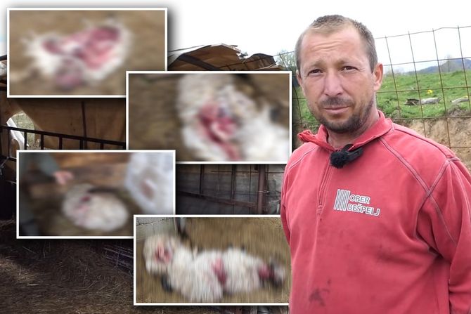 Medved upao u tor i napravio pokolj