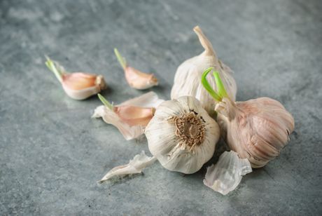 Proklijali beli luk Proklijali beli luk