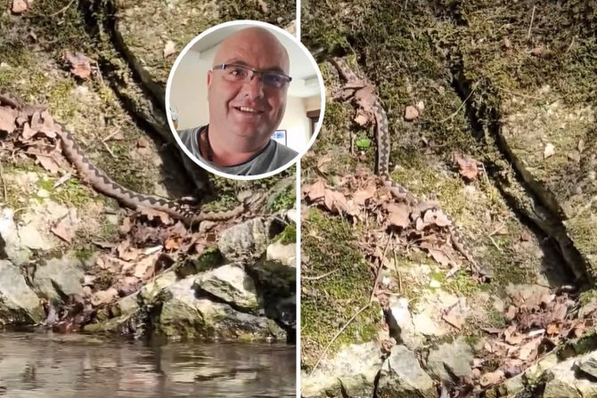 Zmija, Gradac, Vladica Stanković Zmija, Gradac, Vladica Stanković