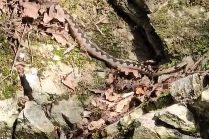 Zmija, Gradac Zmija, Gradac