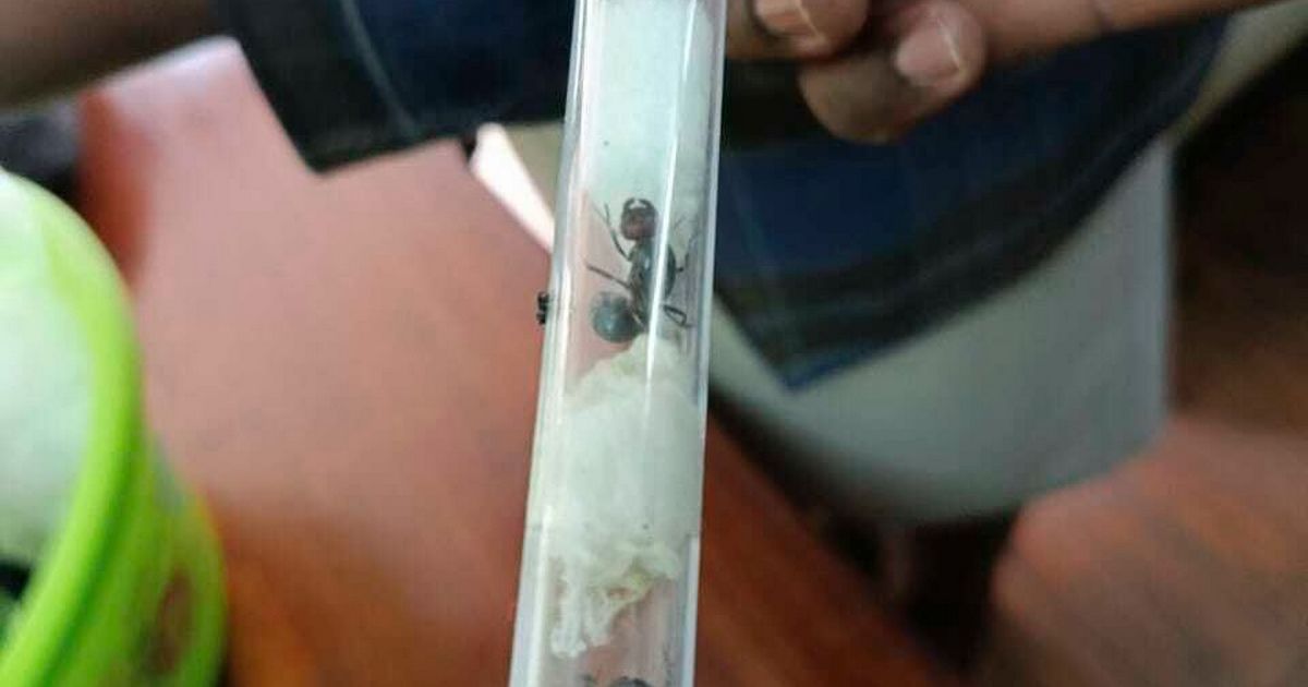 Customs officials prevented ant smuggling, and now the court has spoken: Garden insects are as 'valuable' as ivory!