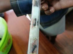 Kenija šverc mrava, mravi