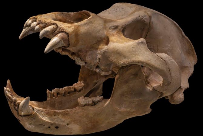 Pećinski medved ili Ursus spelaeus Pećinski medved ili Ursus spelaeus