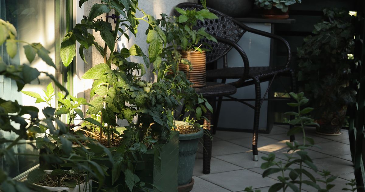 NE ZABORAVITE da ovu biljku sklonite sa sunca: Ne prija joj uopšte, može se skroz uništiti