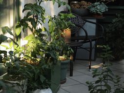 biljke u senci, biljka, terasa, biljka na terasi