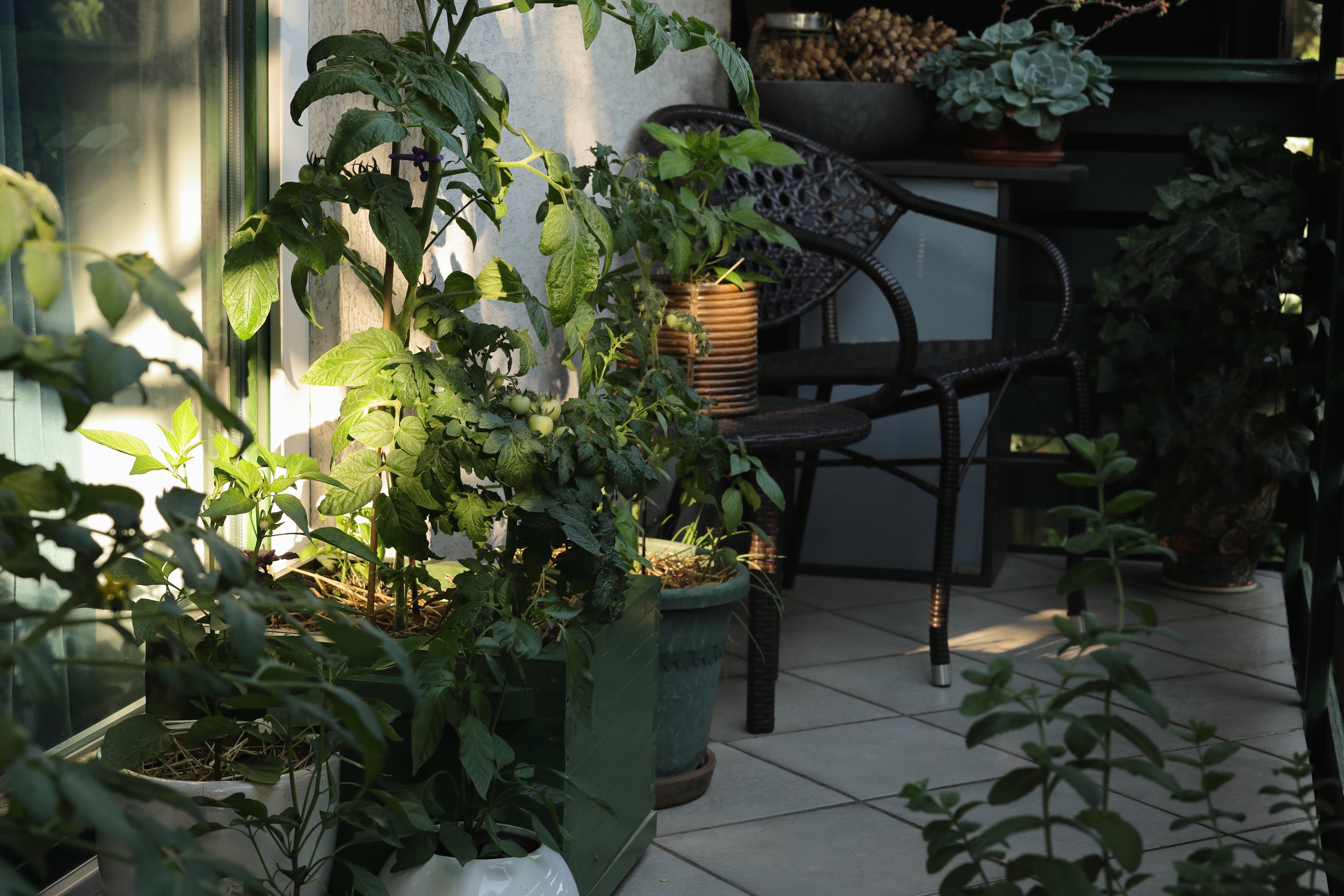 NE ZABORAVITE da ovu biljku sklonite sa sunca: Ne prija joj uopšte, može se skroz uništiti