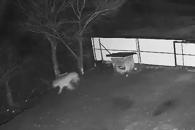 tigar napao psa tigar napao psa