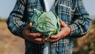 Ove sorte kupusa su najgori izbor za kiseljenje i zimnicu: Raspašće se i usmrdeti već posle nekoliko nedelja