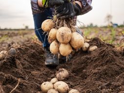 Krompir, poljoprivreda