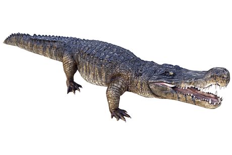 Krokodil strave, Deinosuchus Krokodil strave, Deinosuchus