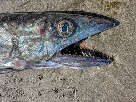 Seaside Beach, Oregon, lancetfish, riba Seaside Beach, Oregon, lancetfish, riba