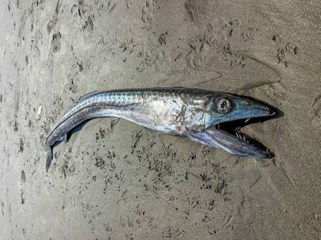 Seaside Beach, Oregon, lancetfish, riba Seaside Beach, Oregon, lancetfish, riba