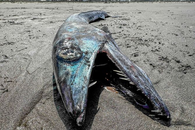 Seaside Beach, Oregon, lancetfish, riba