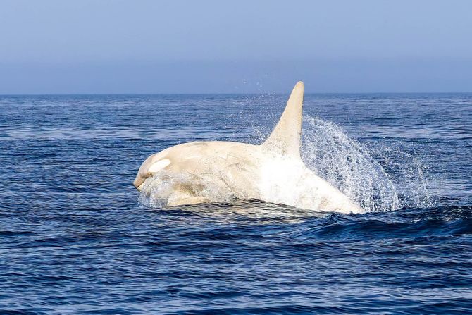 Albino kit ubica, orka Albino kit ubica, orka