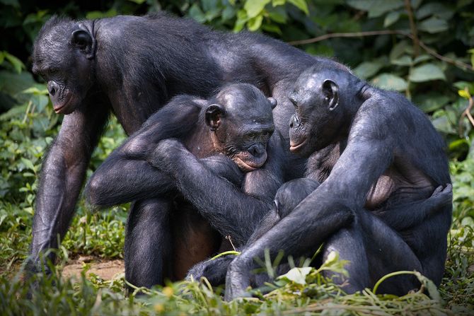 Bonobo majmuni Bonobo majmuni