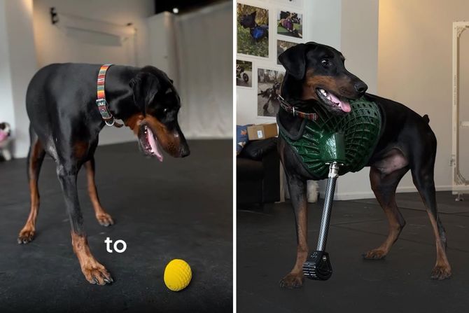 Doberman Rej
