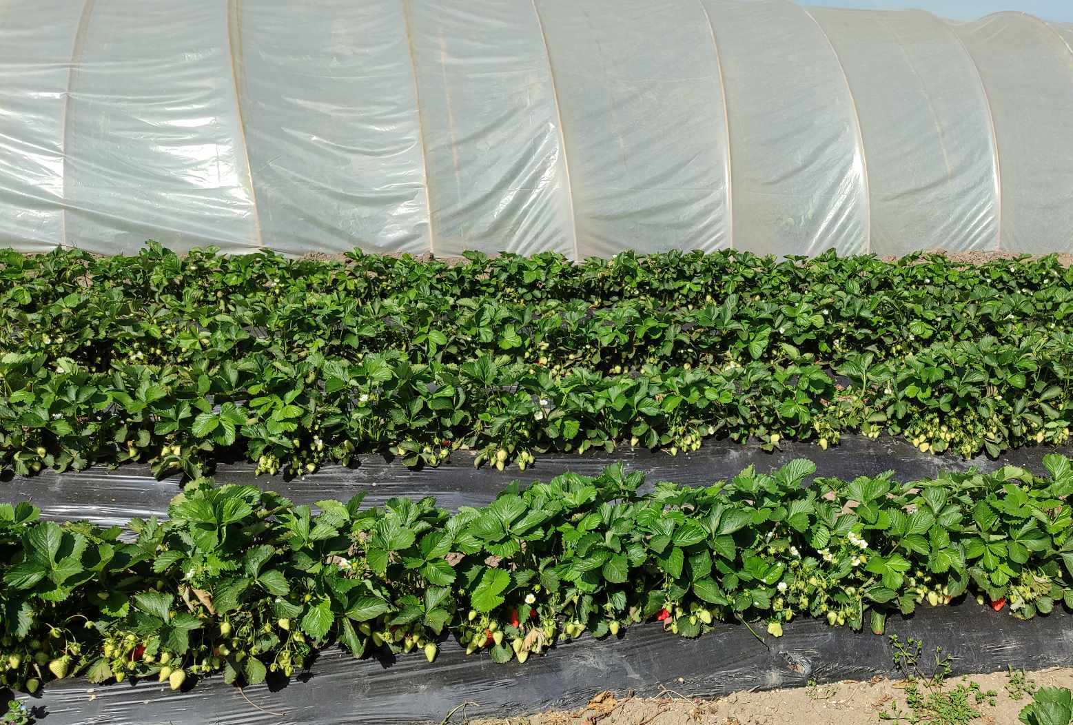 Grad "odneo" 450.000 evra: Nevreme opustošilo dolinu Neretve, uništeno 150 tona jagoda pred samu berbu