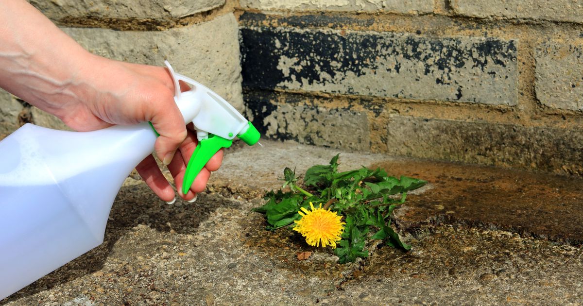 Stari domaći trik koji uništava korov, a pravi se brzo i lako: Više vam neće uništavati dvorište i biljke