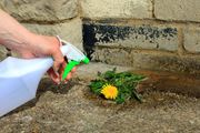 1 kašika na kantu vode i nema više korova: Baštovani obožavaju ovaj jednostavan trik