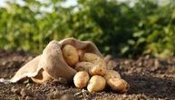 Zašto јe krompir ovih dana čudnog ukusa? Stručnjak objašnjava na šta da obratimo pažnju prilikom kupovine