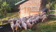 Domaćin Dobrivoje u čudu! Ušao u tor, pa se sledio: "Prvi put se desilo oko 9:30 ujutru, sve bilo preko dana"