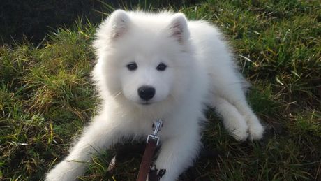 Pas samojed Pas samojed
