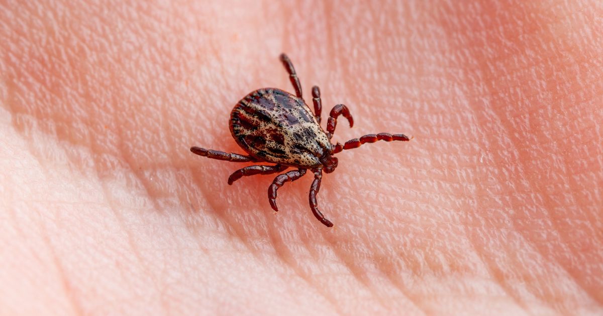 Prvomajski uranak može da vam presedne: Ako vas ujede KRPELJ, jednu stvar nikako ne smete da radite