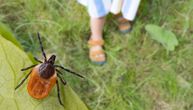 Hiljade krpelja preplavilo kuću i dvorište u Vinkovcima: Gazdarica plače, veterinari u šoku